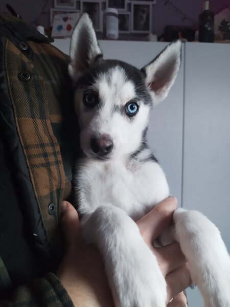 Pui Husky Siberian
