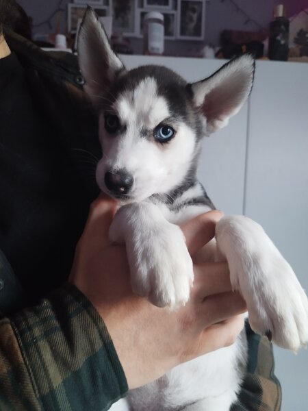 Pui Husky Siberian