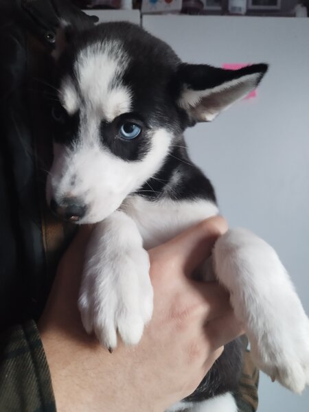 Pui Husky Siberian