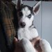 Pui Husky Siberian