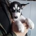 Pui Husky Siberian