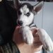 Pui Husky Siberian