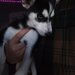 Pui Husky Siberian